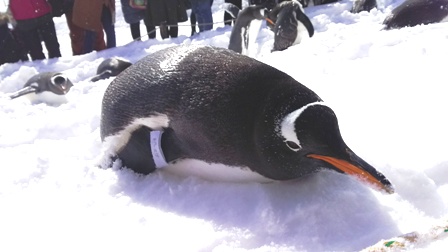 まだ、雪・・・